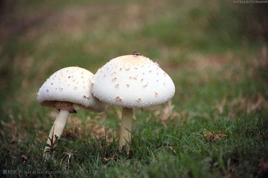 一对真菌 菌类 真菌 食物 苔藓 生物 环境生物 黑色