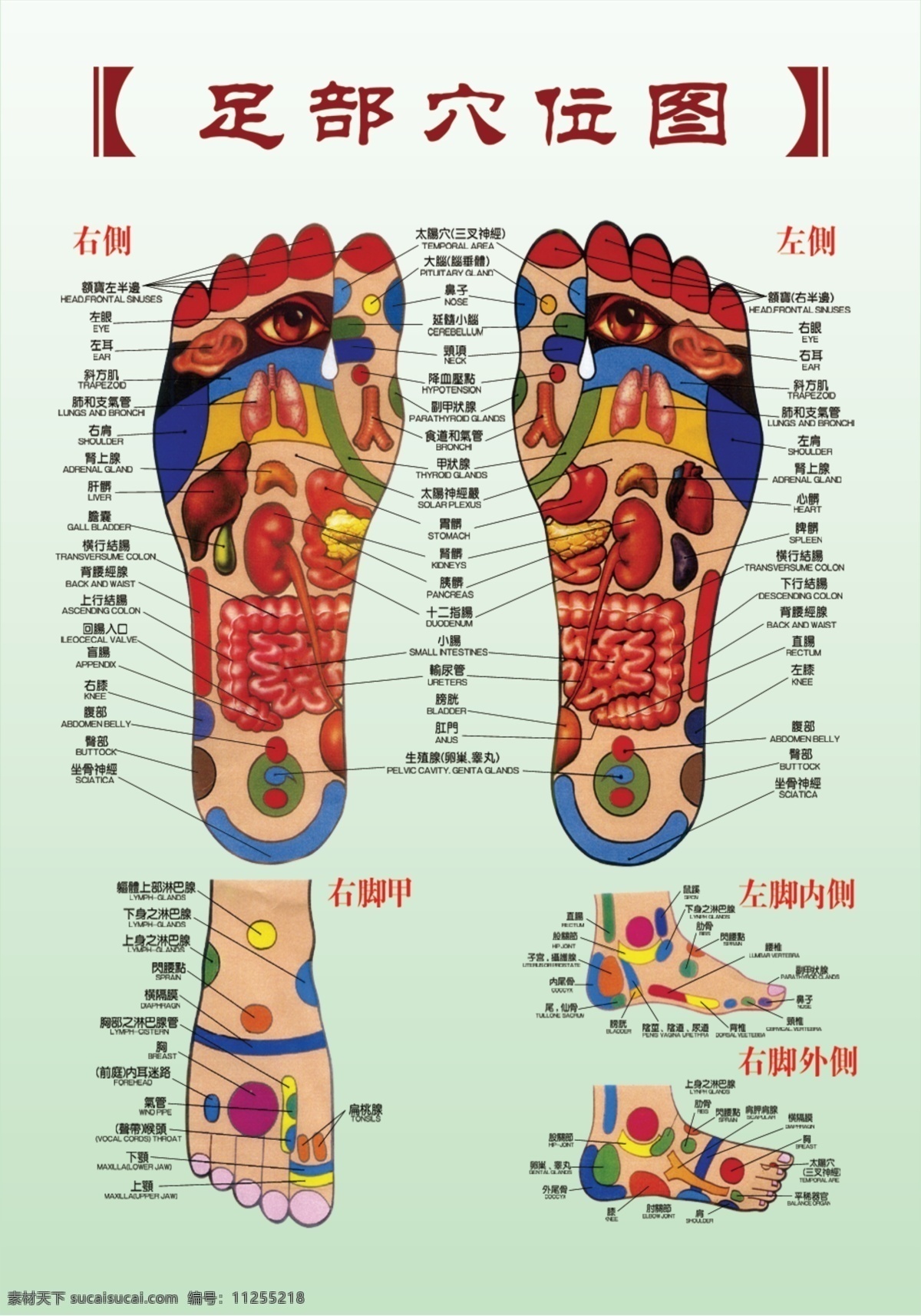 足部穴位图片 足部 穴位图 分层 源文件