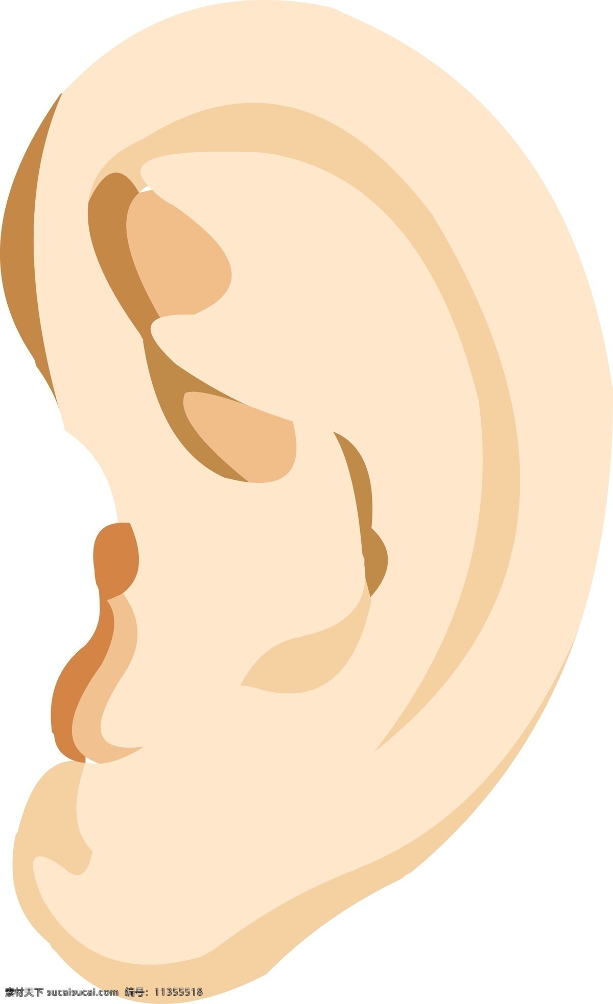 手绘 器官 人体 五官 耳朵 结构 耳朵结构 器官结构 手绘器官 人体器官 矢量器官 器官图 眼耳口鼻 脏器 卡通器官