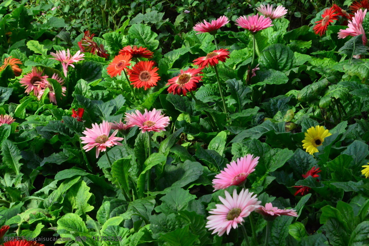 非洲菊 太阳花 猩猩菊 日头花 灯盏花 波斯花 千日菊 观赏花卉 花瓣 花朵 花儿 花草 花卉 花心 菊菊花 生物世界