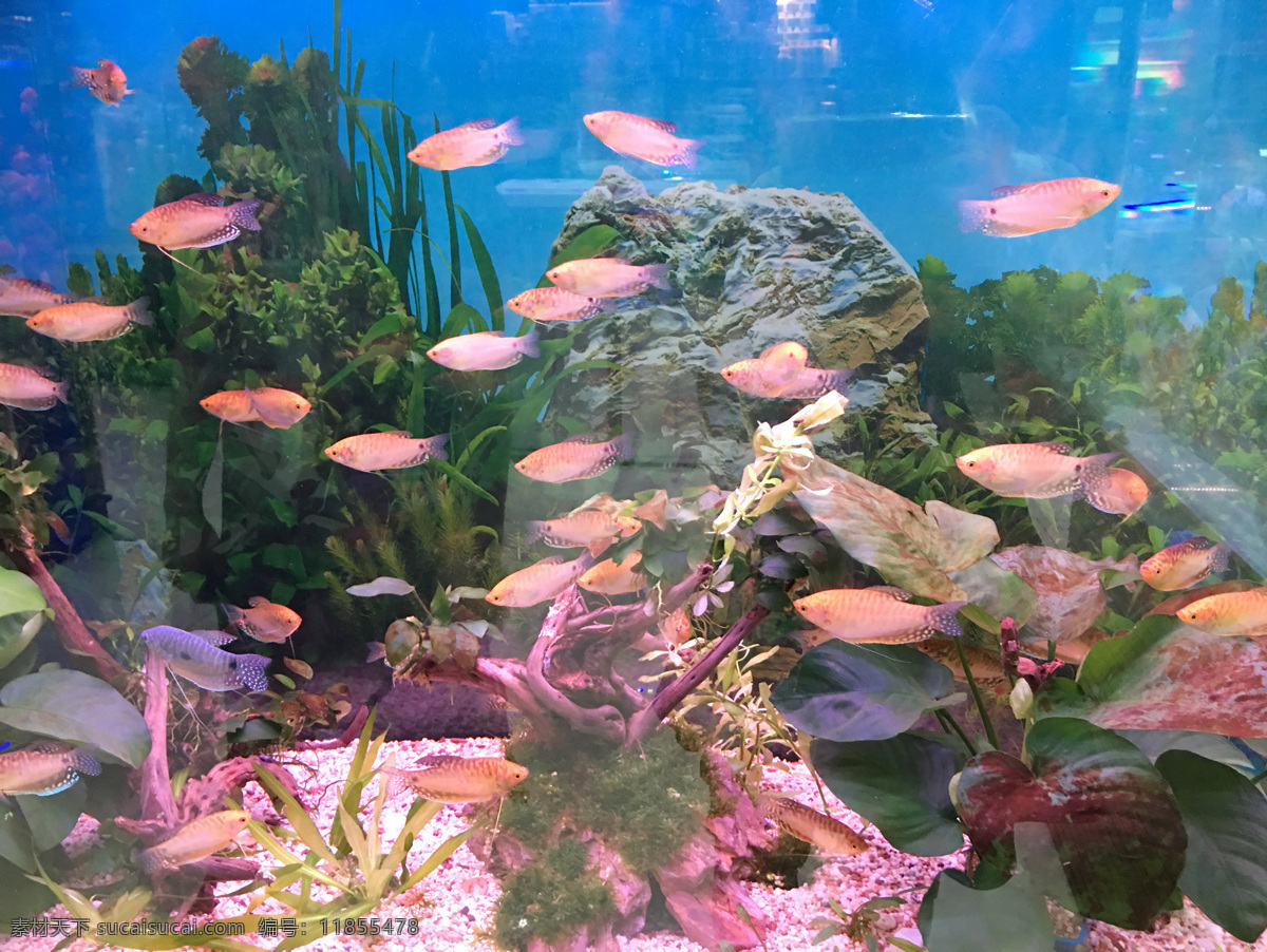 水族馆 观赏鱼 海洋馆 鱼 彩色鱼 生物世界 海洋生物