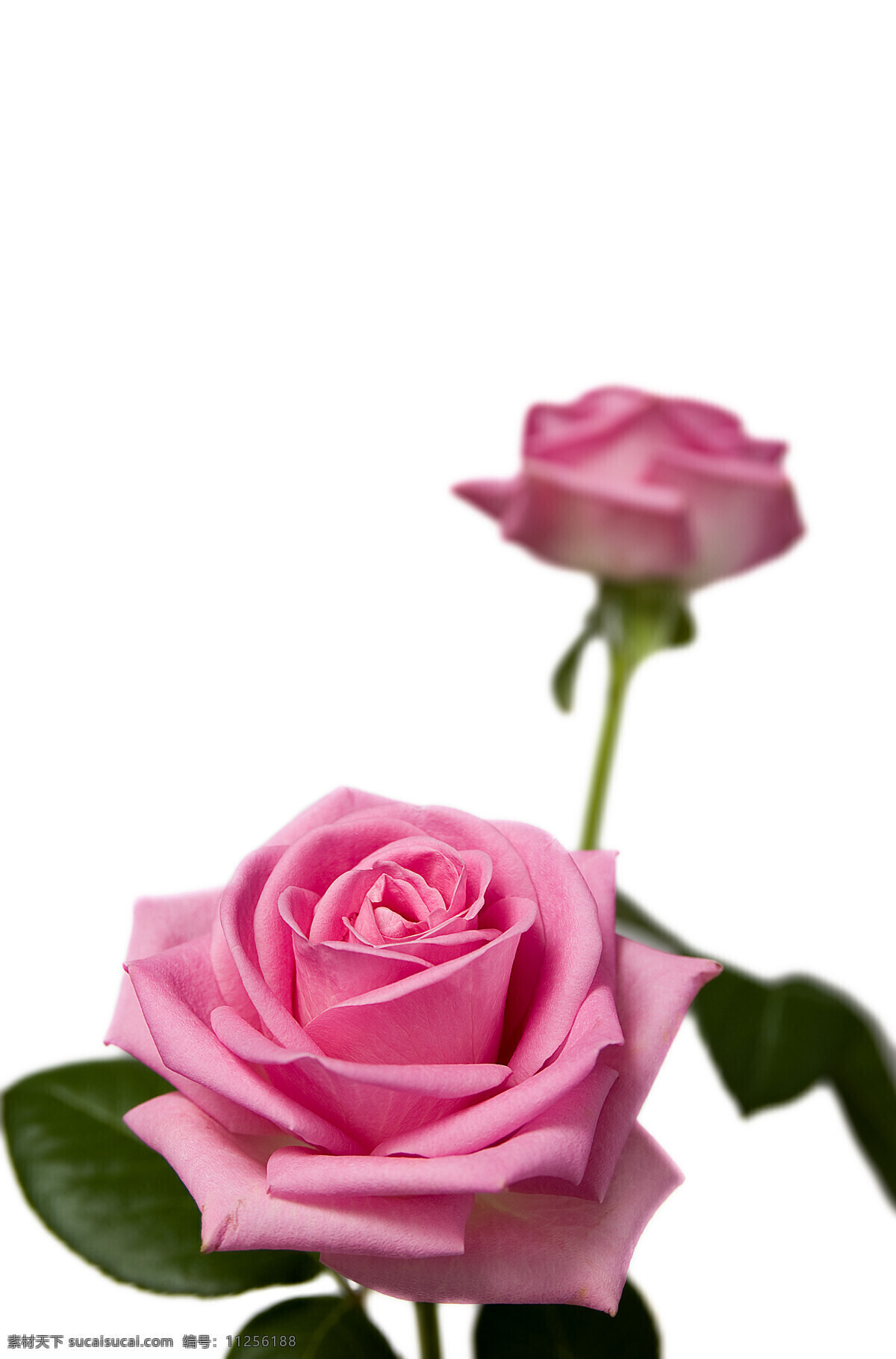 粉红玫瑰 玫瑰花 徘徊花 刺玫花 蔷薇 科 落叶 灌木 绿叶 粉红白玫瑰 花瓣 花卉 花草 生物世界