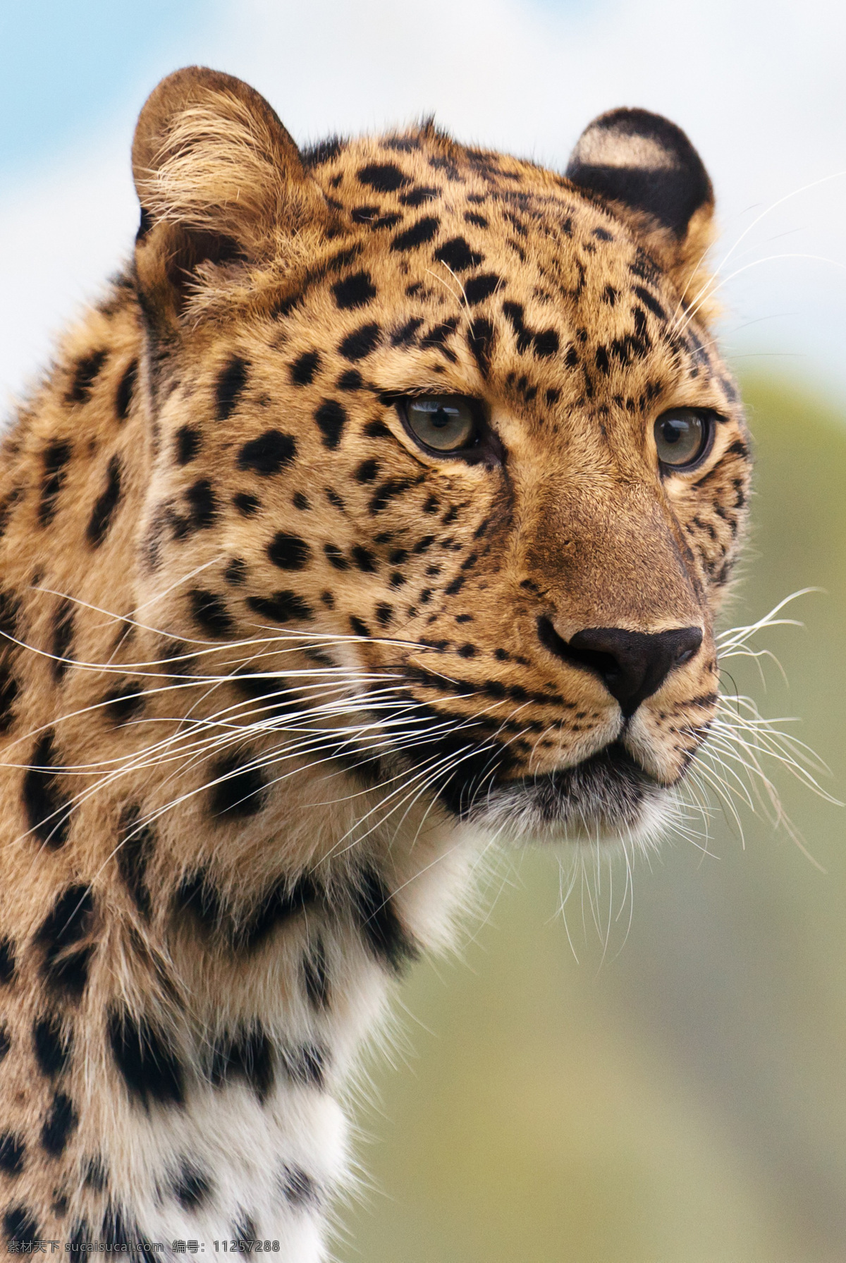 猎豹 豹 猫科动物 食肉动物 动物 凶猛 飞快 美洲豹