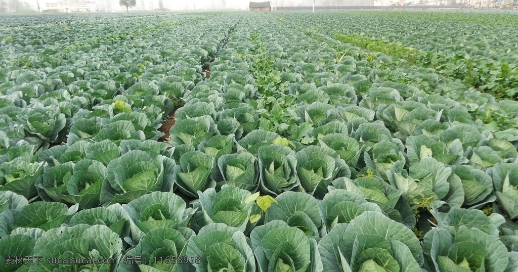 卷心菜 包包菜 白菜 菜 绿油油 绿色 菜叶 叶子 青菜 绿叶 植物 田地 菜地 农田 蔬菜 生物世界