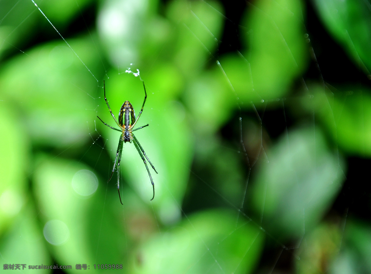 蜘蛛 蜘蛛网 昆虫世界 昆虫 生物世界 绿色