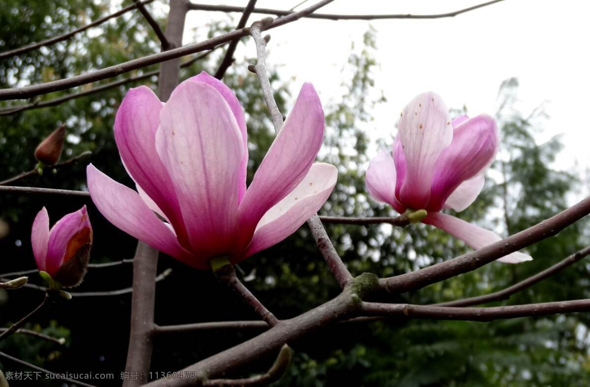 玉兰 春色 春天 花草 花卉 绿化 生物世界 鲜花 psd源文件