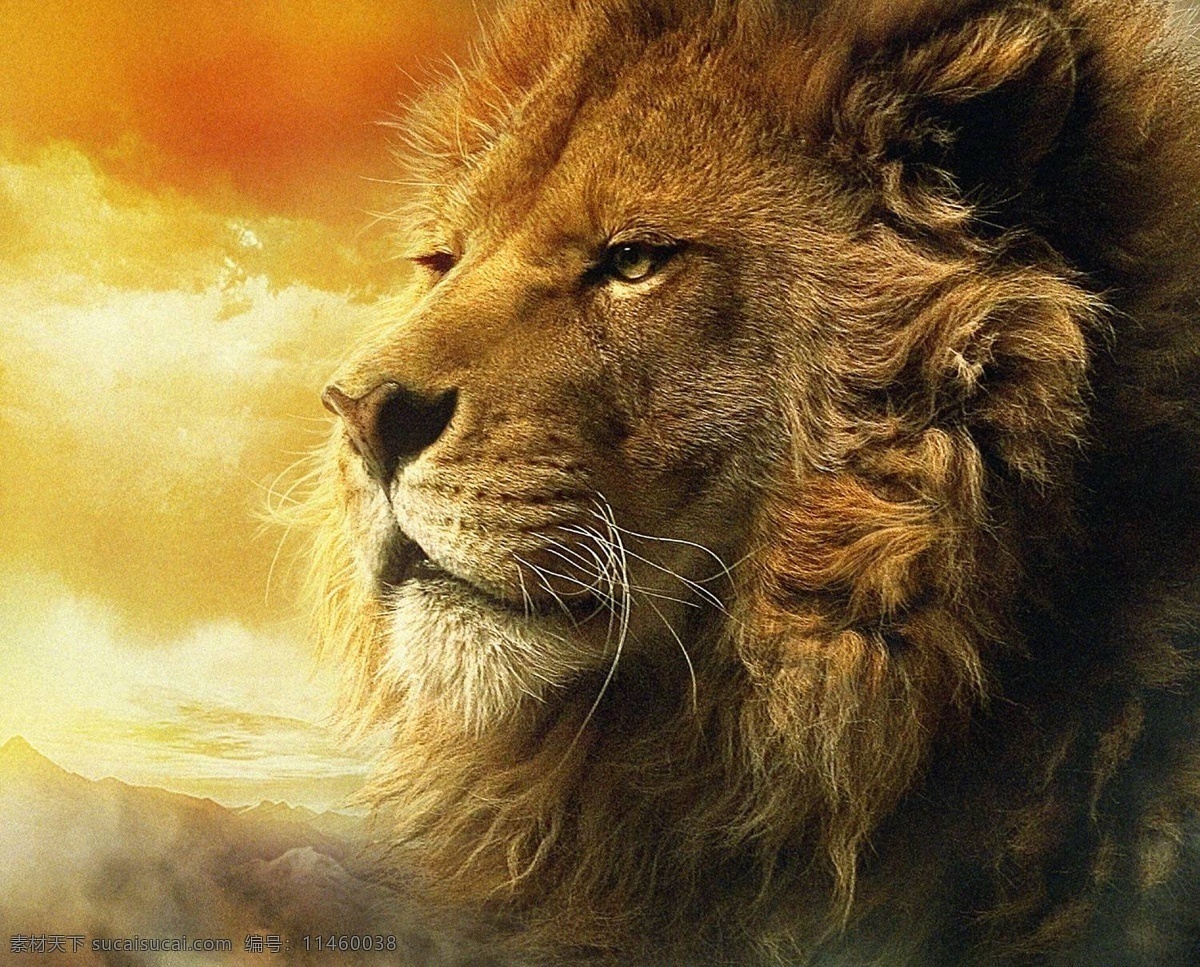 高清 瞻望 远方 雄狮 狮子 狮子王 狮头 巨狮 母狮 森林之王 丛林之王 黑色