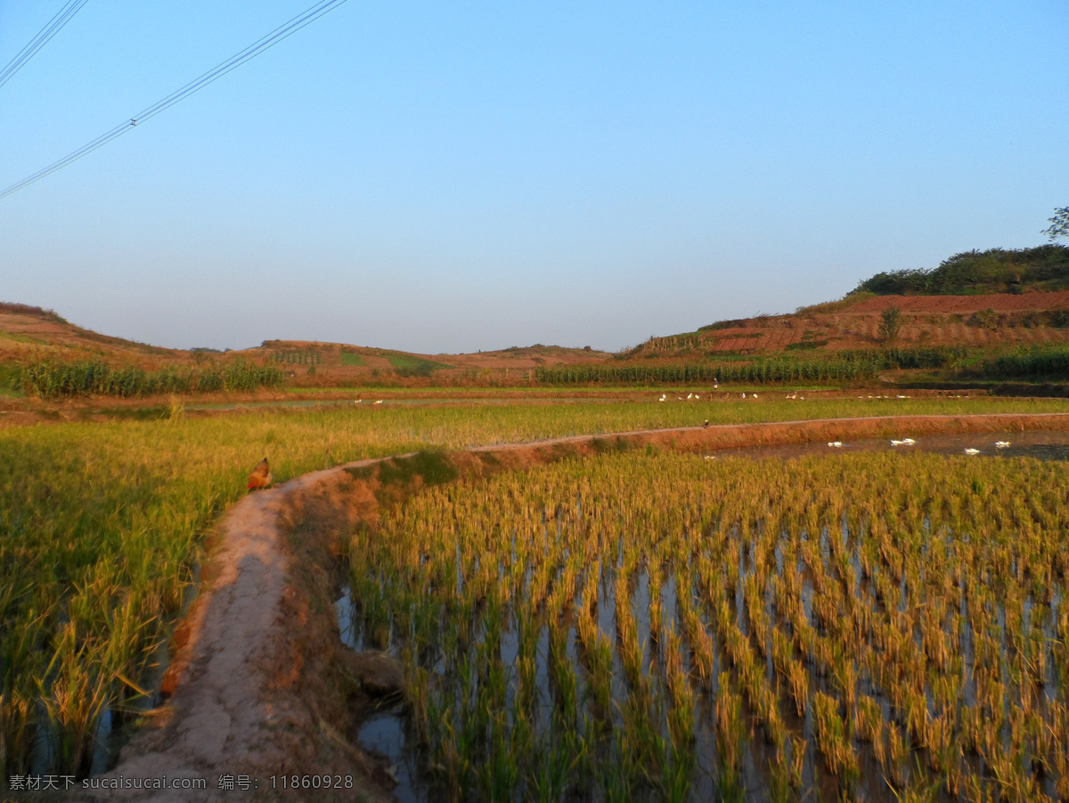 夕阳 下 稻田 金黄 旷野 蓝天 农村 秋天 田野 乡村 小路 水田 土路 稻茬 郊区 夕阳时 风景 生活 旅游餐饮