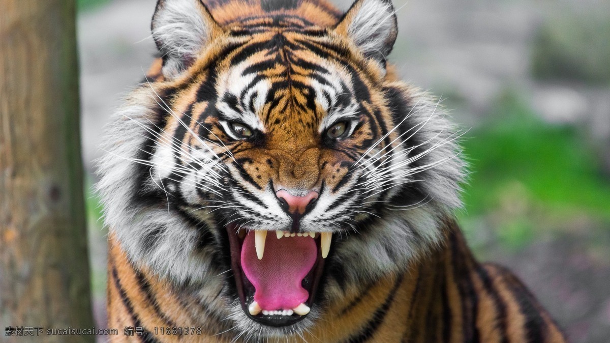 老虎 一级保护动物 凶猛 动物园 动物科普 野生老虎 森林大王 老虎壁纸 野生动物摄影 血盆大口 生物世界 野生动物