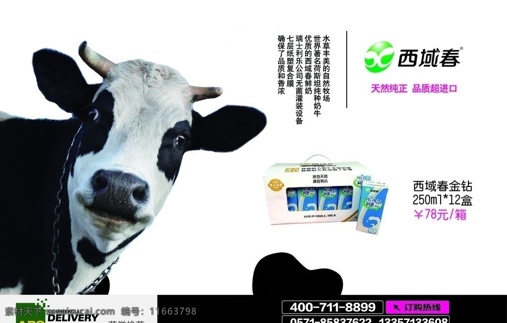 牛奶配送 牛奶 西域春 配送 单页 奶牛 dm宣传单 矢量