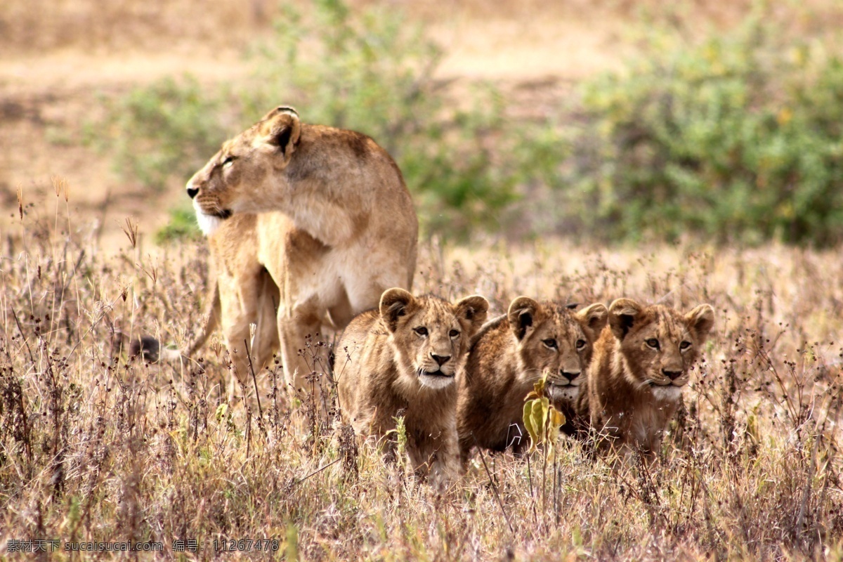 狮子图片素材 非洲草原 狮子 幼狮 野生动物 动物世界 陆地动物 生物世界