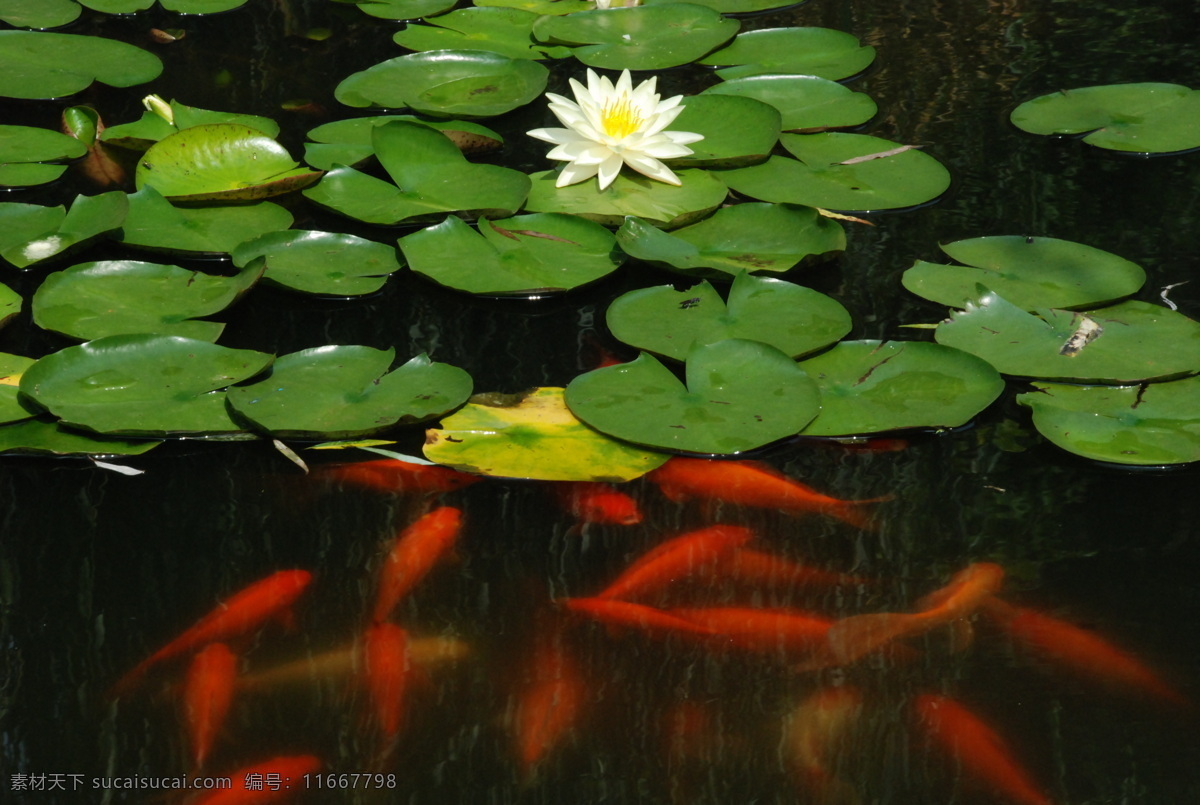 鲤鱼莲叶 莲花 池塘 莲叶 鲤鱼 动物 植物 鱼群 生命 叶子 绿色 白色莲花 红色鲤鱼 花园 鱼类 生物世界