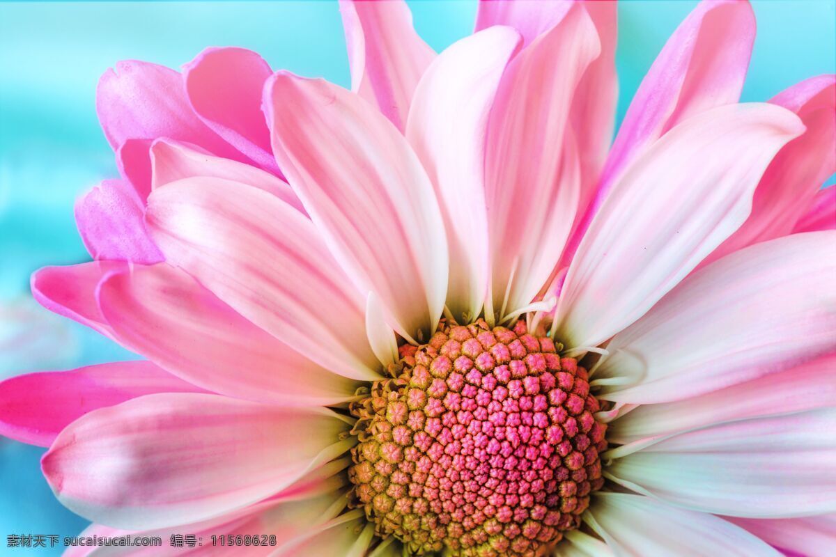 菊花背景 花 自然 植物区系 花瓣 夏天 雏菊 粉红色 特写 壁纸 大自然 背景 红色 粉色 黄色