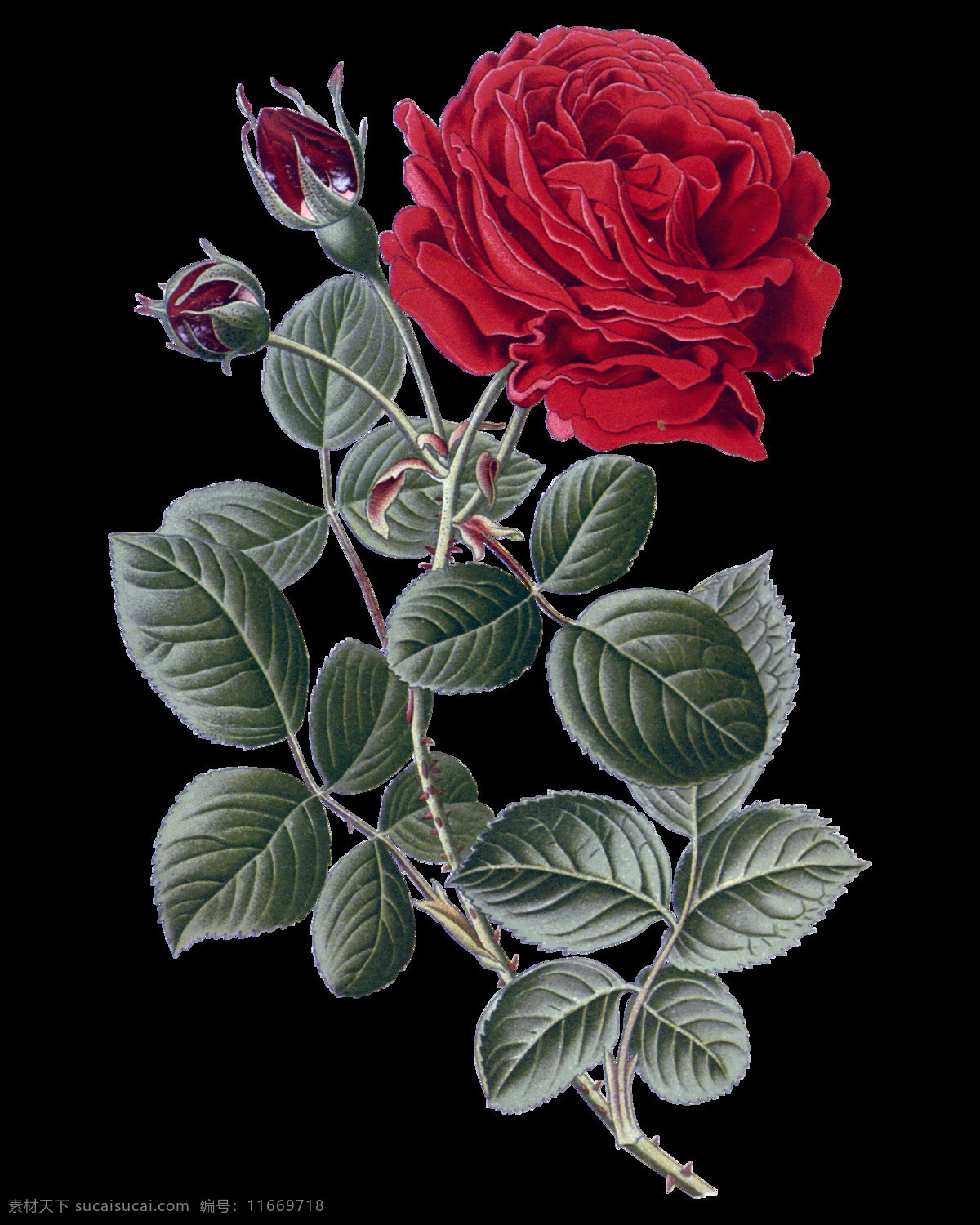 红色 高清 鲜花 装饰 元素 含苞待放 梦幻花朵 手绘花朵 手绘花朵素材 鲜花花朵 鲜花花蕾 鲜花素材花卉