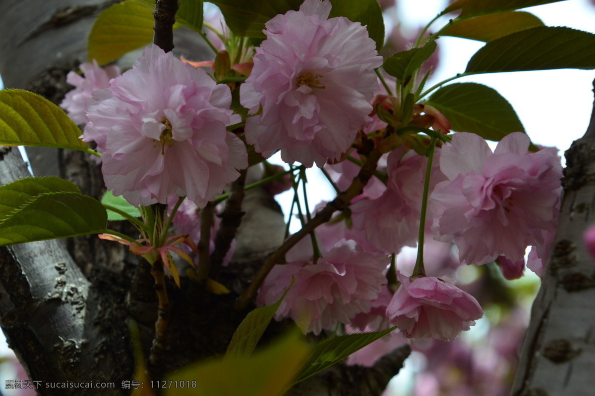 樱花 满园春色 花枝 玉渊潭樱花节 玉渊潭春色 树干 花朵 春色 花卉 花儿 花骨朵 花草 树枝 枝叶 园林景观 绿化景观 生物世界