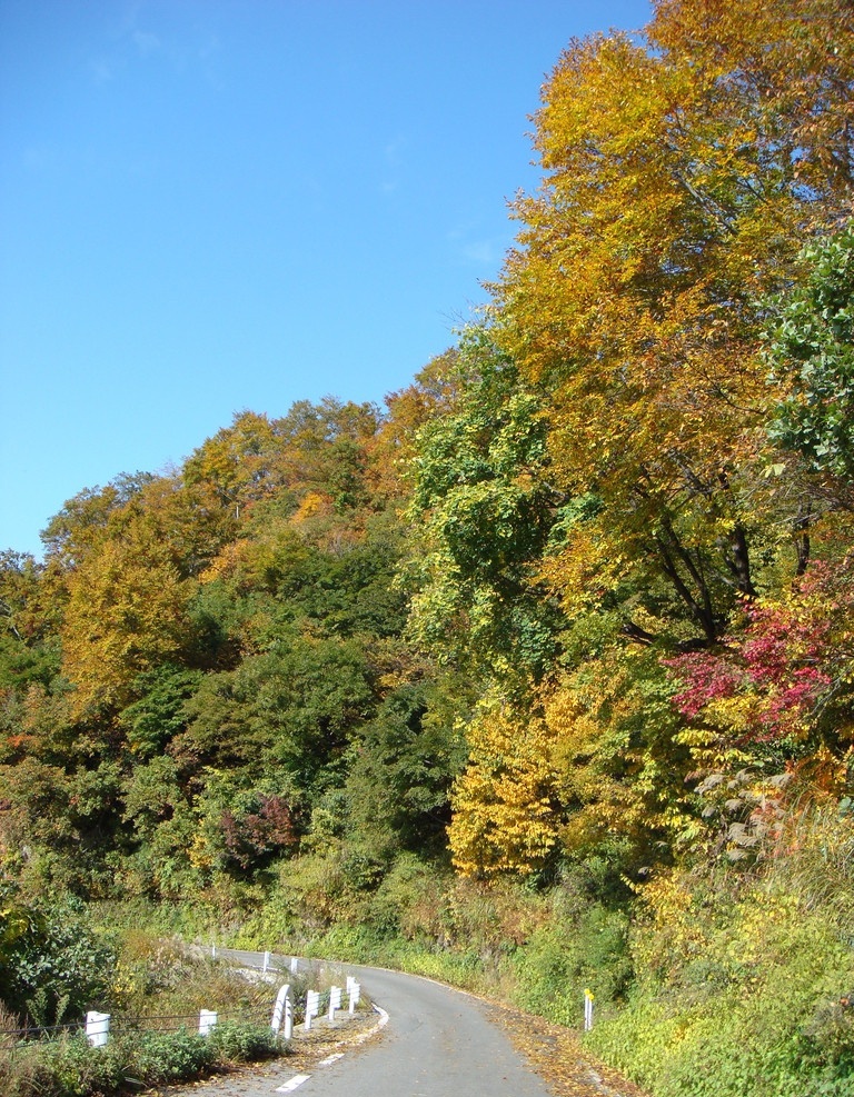 金秋风景 秋天 红叶 绿叶 黄叶 道路 山路 自然风景 自然景观