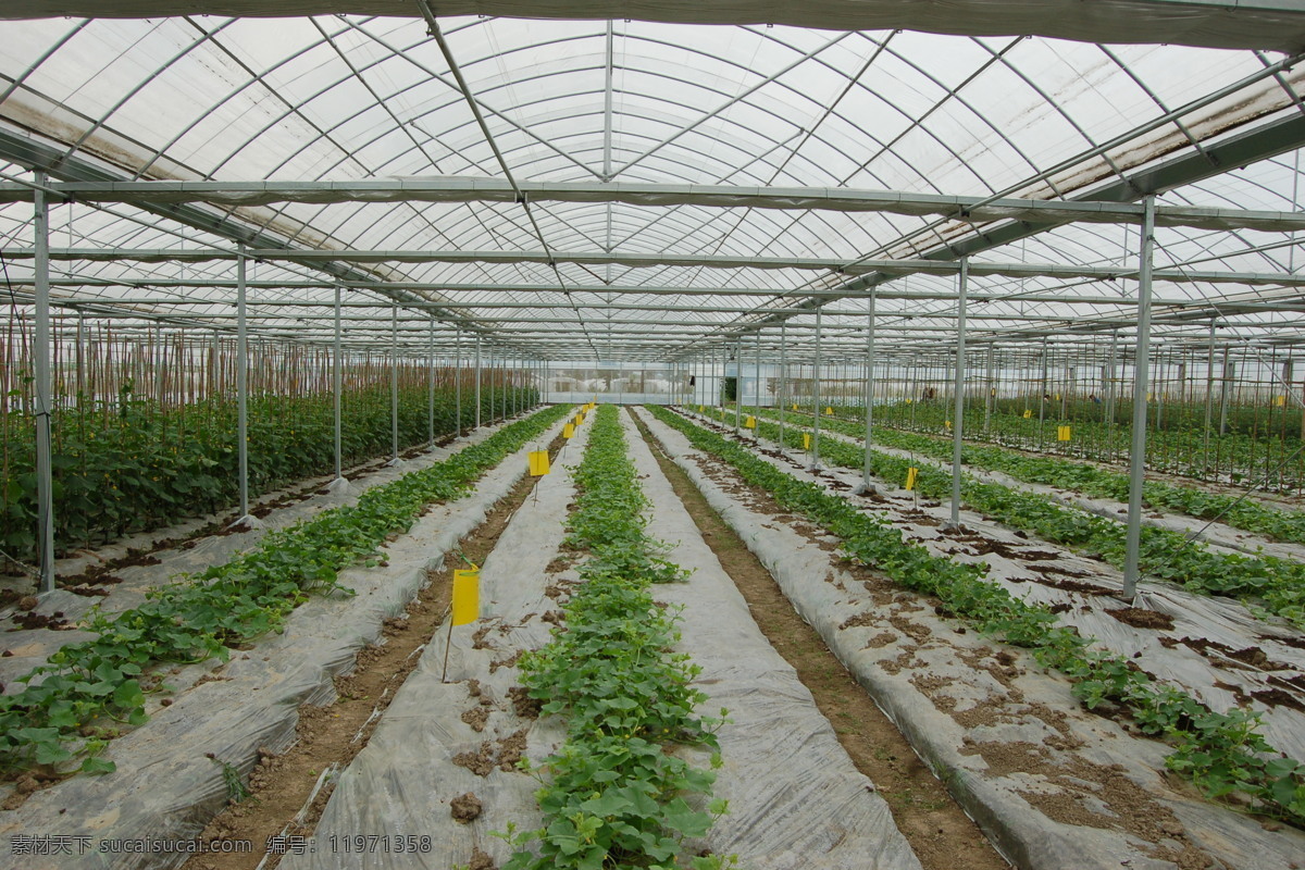 温室 连栋 大棚 有机 蔬菜 科学 技术 农业 农业生产 现代科技