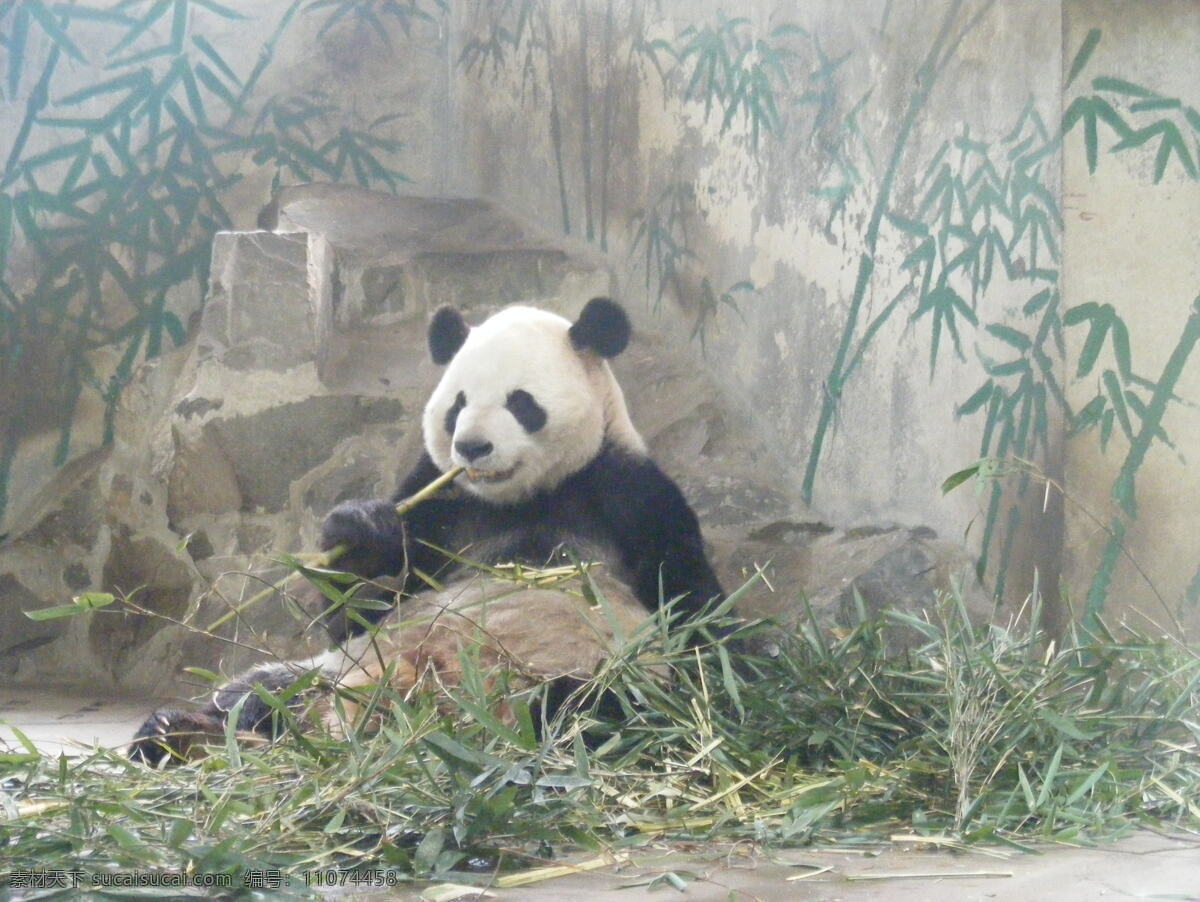 动物 熊猫 大熊猫 吃竹子 黑眼圈 照片 生物世界 野生动物