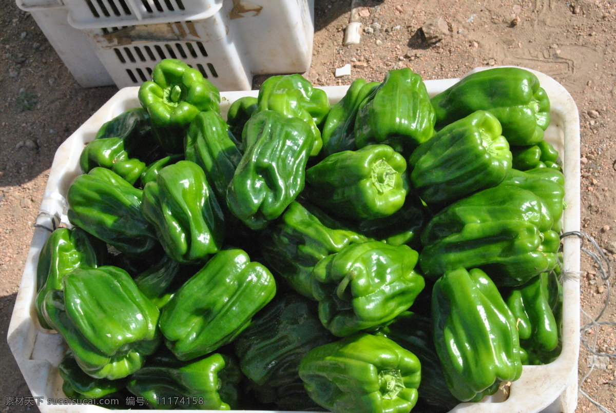 大辣椒 蔬菜 有机 绿色 无公害 有机蔬菜 健康 安全 营养 美味 食材 餐饮美食 食物原料