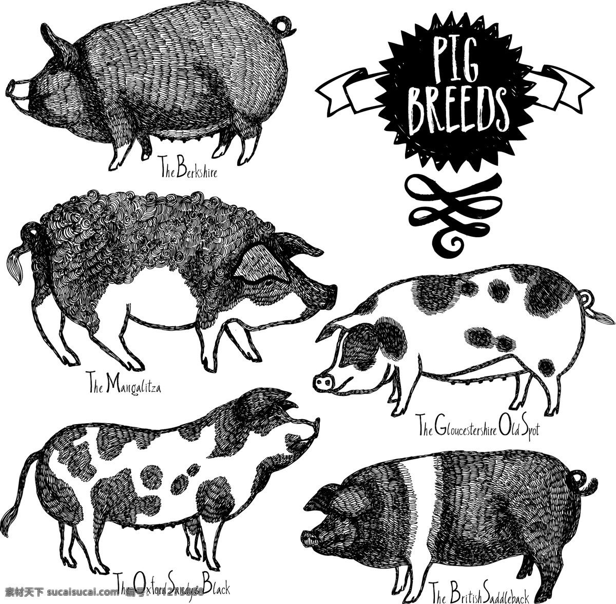 手绘 黑白 花纹 猪 巴克夏猪 英格兰 羊毛猪 牛津沙黑猪 矢量 高清图片