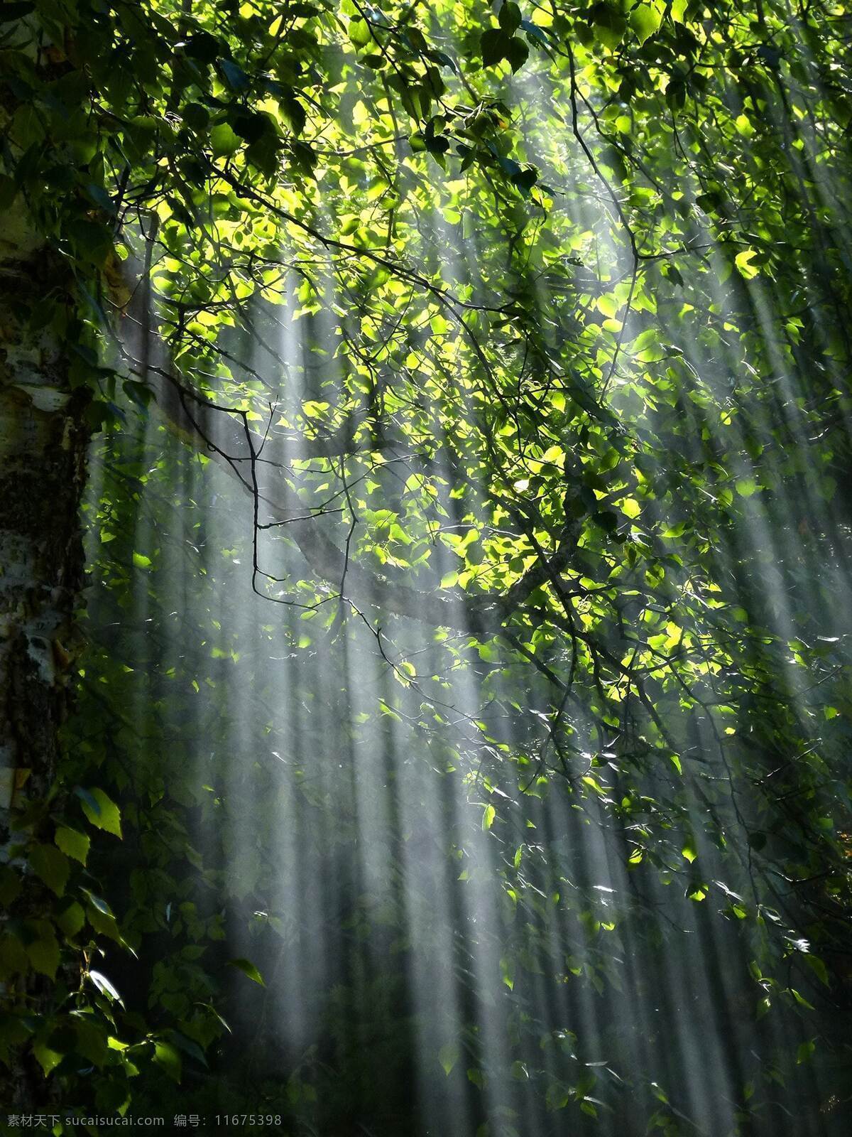 森林光线 林荫 树木 阳光 光线 树林 森林 山林 林场 林木 大树 原始森林 生物世界 树木树叶 背景 海报 电影 场景 合成 效果 生命力 绿色 新鲜 自然景观 自然风景