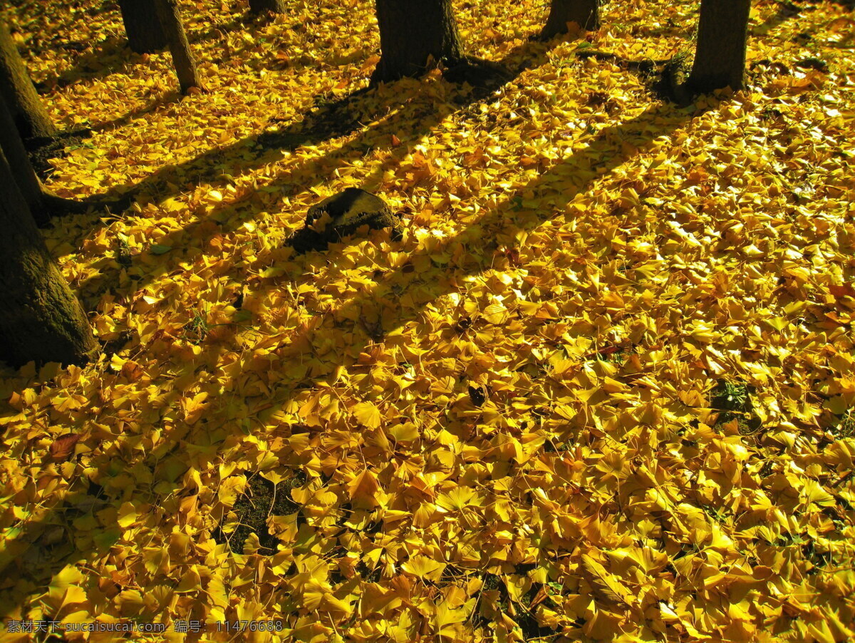 秋天满地落叶 秋天落叶图片 银杏落叶 秋天落叶 银杏叶子 黄色叶子 满地