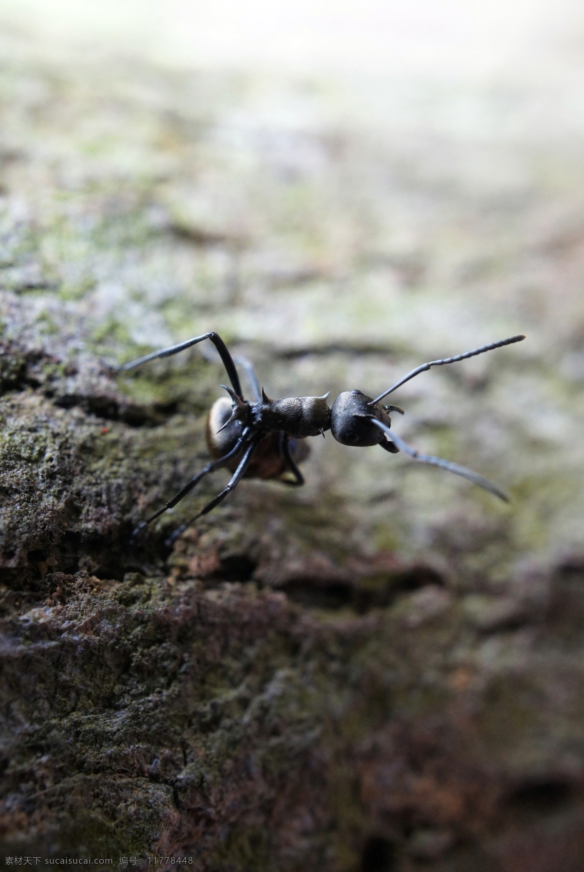 蚂蚁 昆虫 生物 生物世界 微观 微距 自然 工蚁 大蚂蚁 风湿 触角 害虫