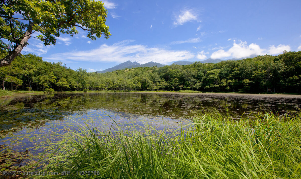 原生态 湿地 池塘 漂浮叶 杂草 树木 树林 矮山 蓝天白云 景观 自然景色摄影 自然景观 自然风景