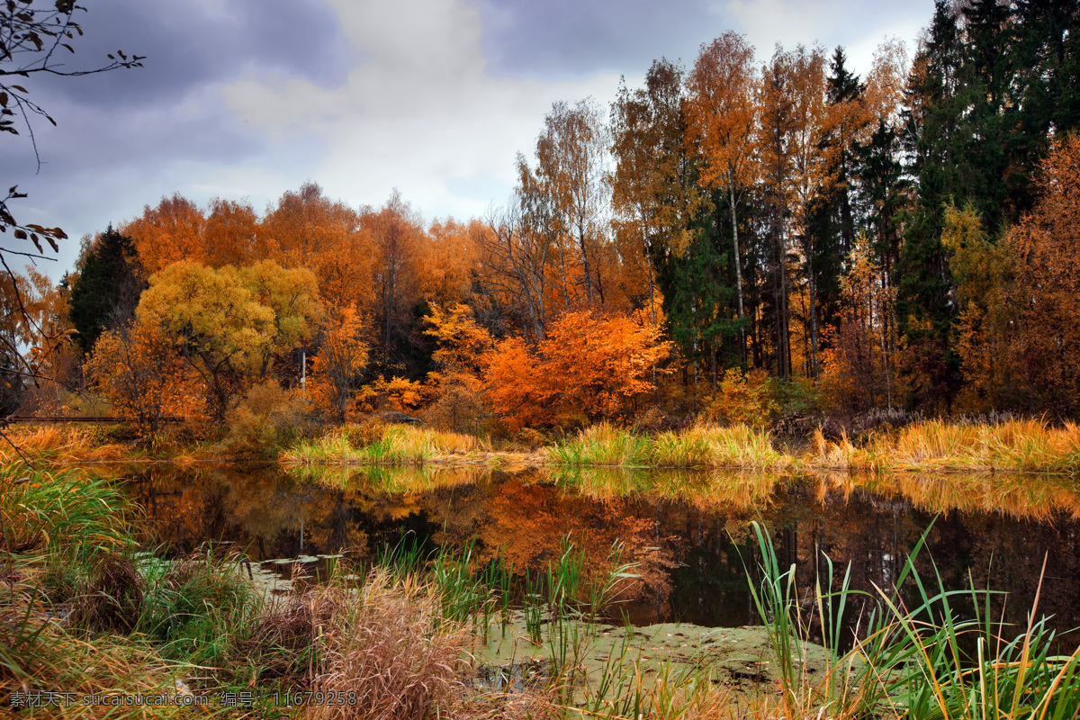 秋天风景 季节 秋季 风景 秋景 小溪 金色 落叶 树林 森林 自然风景 自然景观 黑色