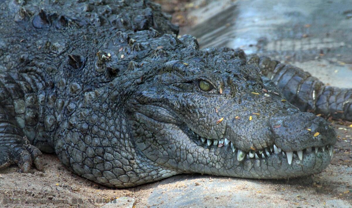 扬子鳄 凶残鳄鱼 爬行动物 野生动物 保护动物 生物世界 鱼类