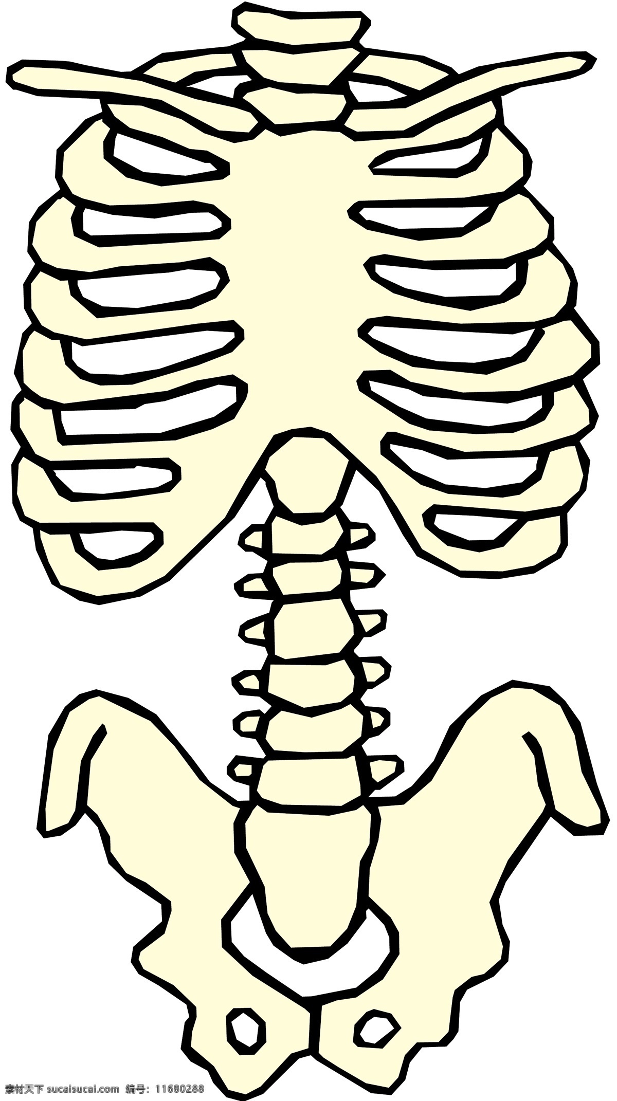 人体骨骼 医用模型 矢量素材 eps0220 设计素材 结构模型 医疗卫生 矢量图库 白色