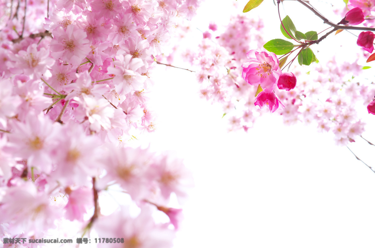 樱花 春天 鲜花 天空 云彩 唯美 梦幻 花朵 树枝 美景 阳光 花海 大树 美丽自然 自然风景 自然景观 花草 生物世界