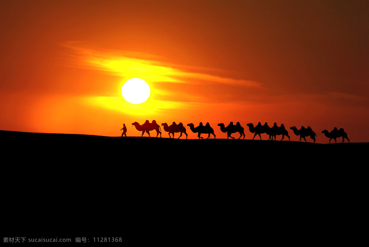 驼队 骆驼 沙漠 沙丘 荒漠 自然风景 美景 风景