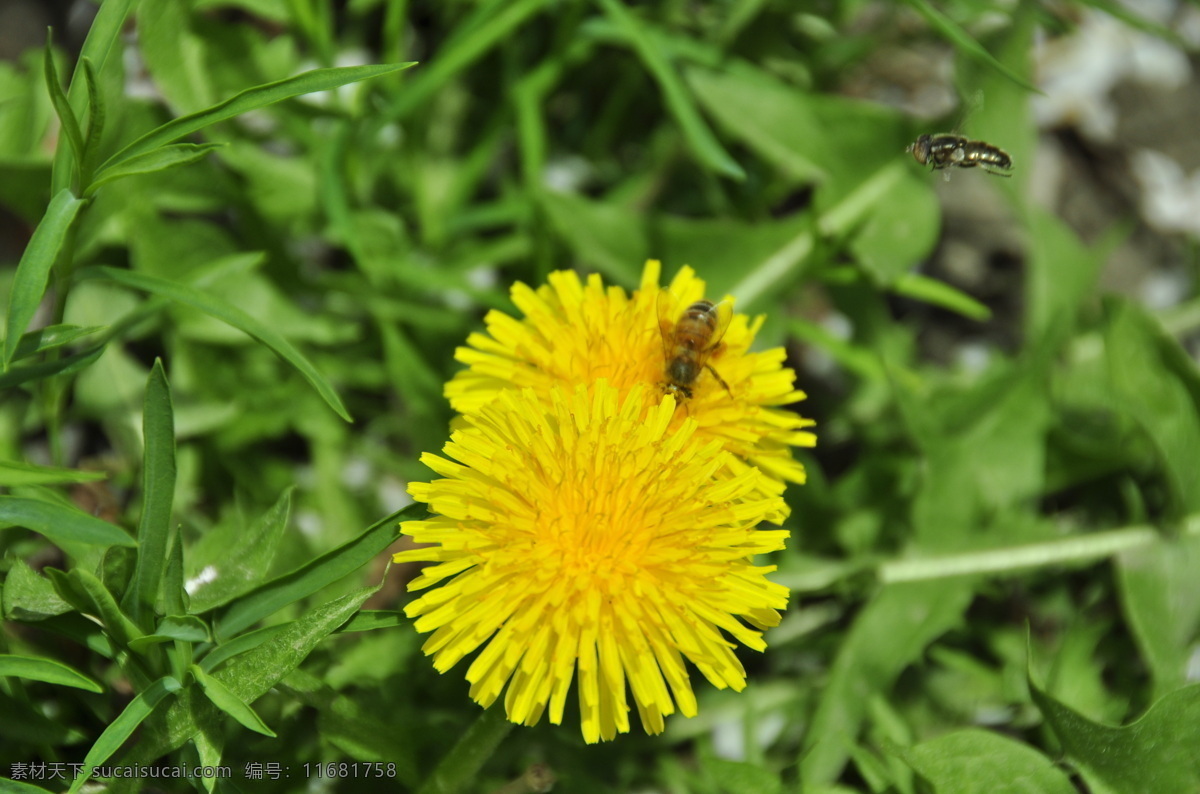 蜂 恋 蜜 昆虫 蜜蜂 勤劳 生物世界 勇敢 蜂恋蜜 群居 分工明确 纪律严明