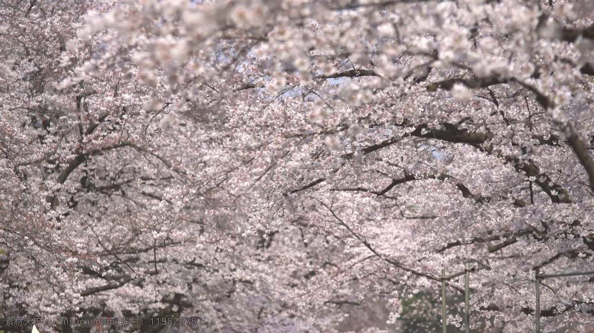 白樱花树 自然 樱桃 开花 日本人 花园 樱花 春天 日本 花 季节 公园 亚洲 吸引力 游客 旅游 标志性的
