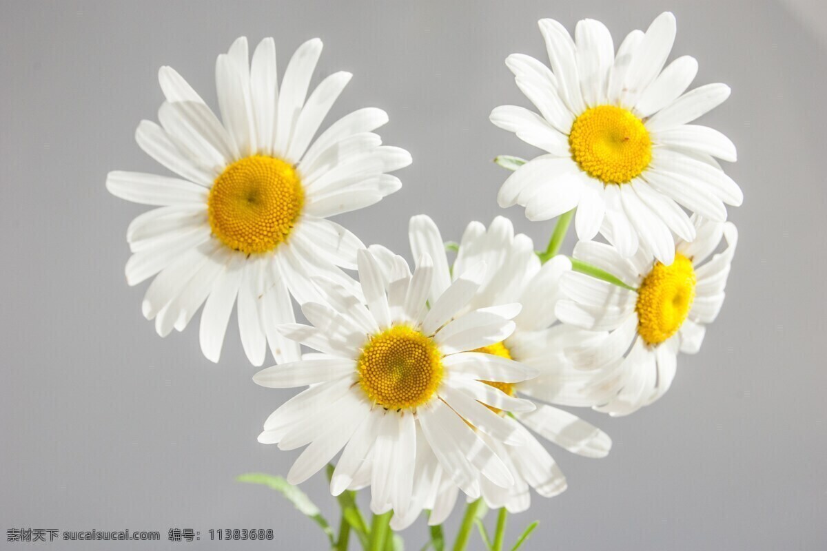 洋甘菊 鲜花 白色的雏菊 黄色中心 花瓣 灰色背景