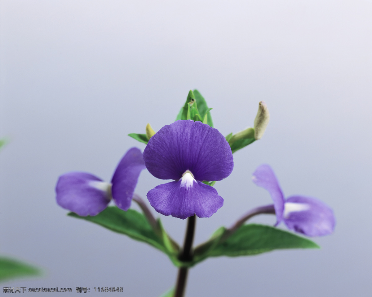 插画 造型 花草 花朵 生物世界 鲜花 插画造型 一束花朵 插画集