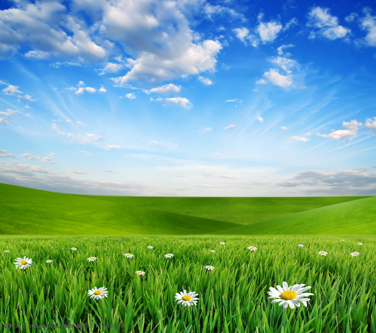 蓝天 白云 下 草原 美丽风景 景色 美景 蓝天白云 鲜花 野花 草地 平原 青草 绿地 自然风景 自然景观 绿色