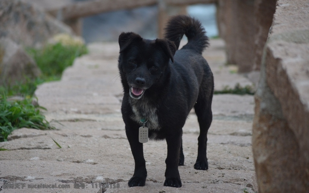 狗 黑色 动物 宠物 背景 东极岛 石板路 走在石板路上 一条黑狗 生物世界 野生动物