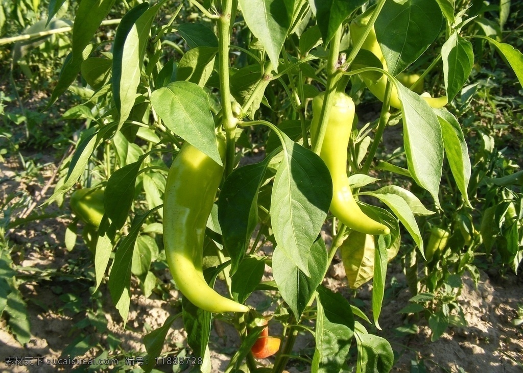 青椒 辣椒 菜椒 蔬菜 有机蔬菜 绿色蔬菜 农产品 菜篮子 生物世界