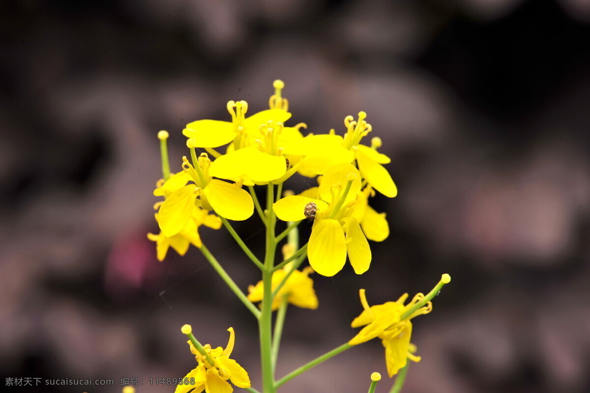 油菜花 春天 花草 黄色 绿色 生物世界 特写 小虫 psd源文件