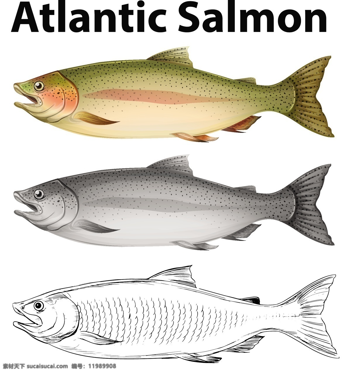 大西洋 鲑鱼 图解 三 种 绘画 风格 自然 鱼类 艺术 插图