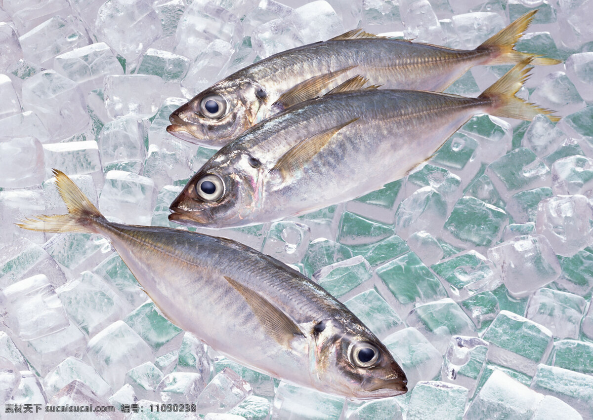 冰鲜鱼 海鲜 海鱼 鱼类 海鲜食材 游水海鲜 海洋生物 新鲜海鲜 海鲜素材 海洋资源 食物原料 餐饮美食 摄影图库 摄影图片 高清图片 印刷图片 生物世界