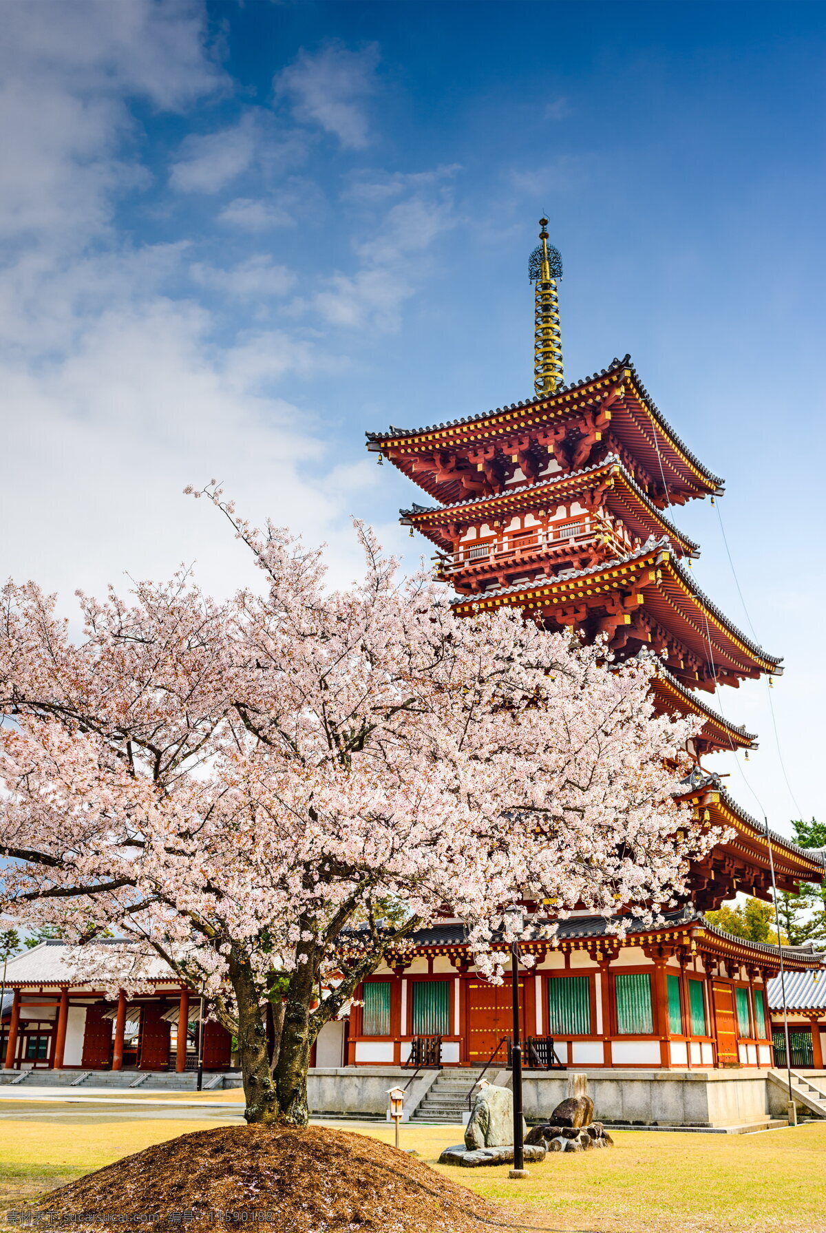 日本 樱花树 日本樱花 樱花 树木 粉色花朵 鲜花 花枝 日式建筑 阁楼 建筑 粉色樱花 植物 建筑风景 日本风光 蓝色