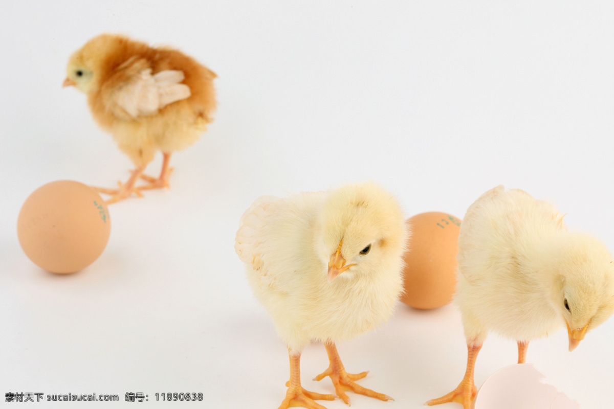 小鸡崽 雏鸡 稚鸡 鸡宝宝 孵出的小鸡 破壳 而出 小鸡 毛茸茸的小鸡 家禽 小生命 破壳而出 刚出生的小鸡 鸡蛋 家禽家畜 生物世界