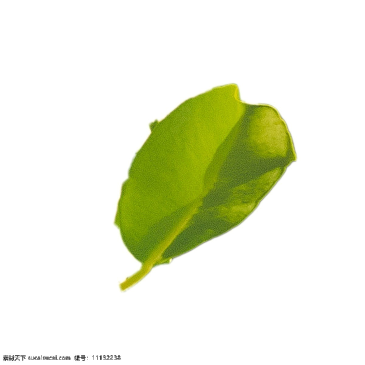 嫩绿 植物 叶子 嫩绿树叶 植物叶子 树叶 春天绿叶 卡通插图 创意卡通下载 插图 png图下载