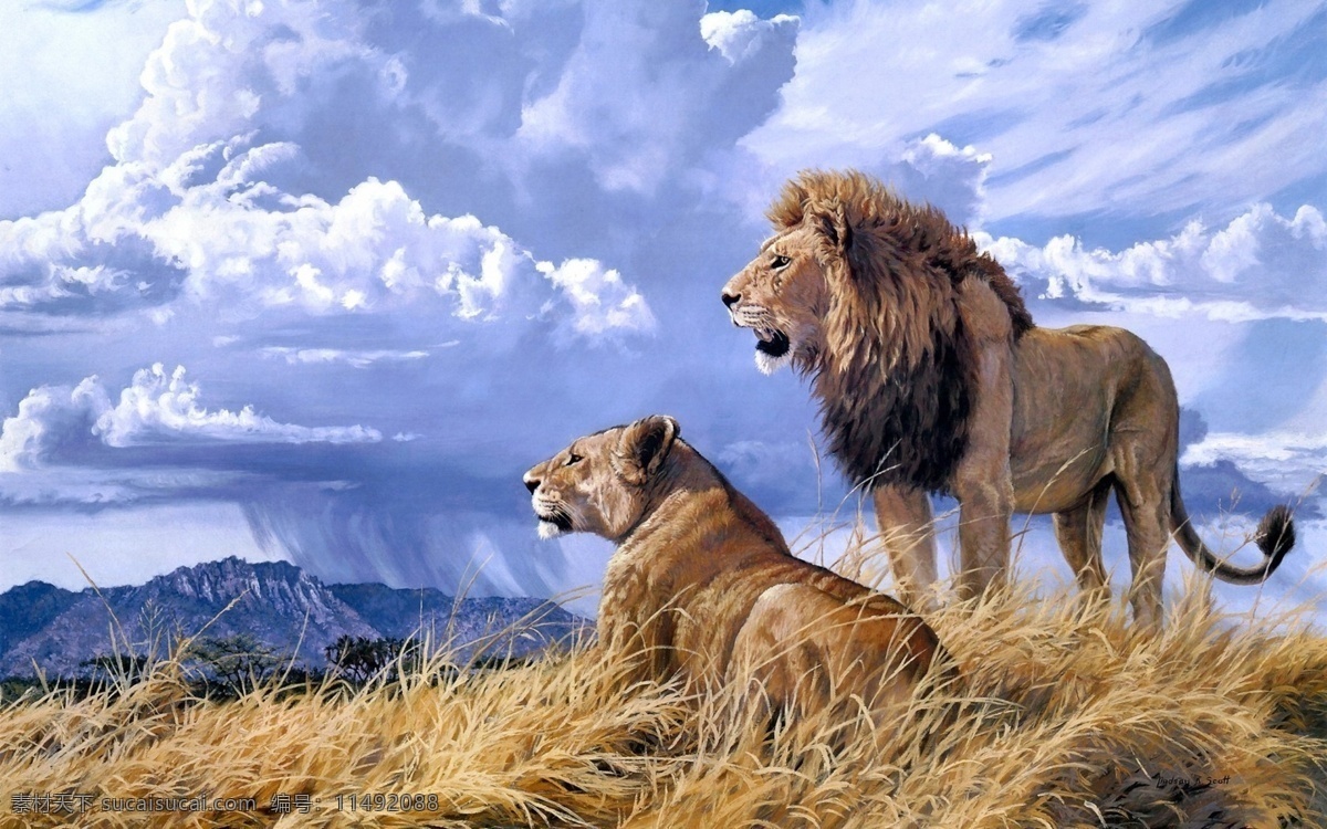 狮子 野生 动物 非人工驯养 濒危野生动物 物种保护 野生动物 系列 三 生物世界