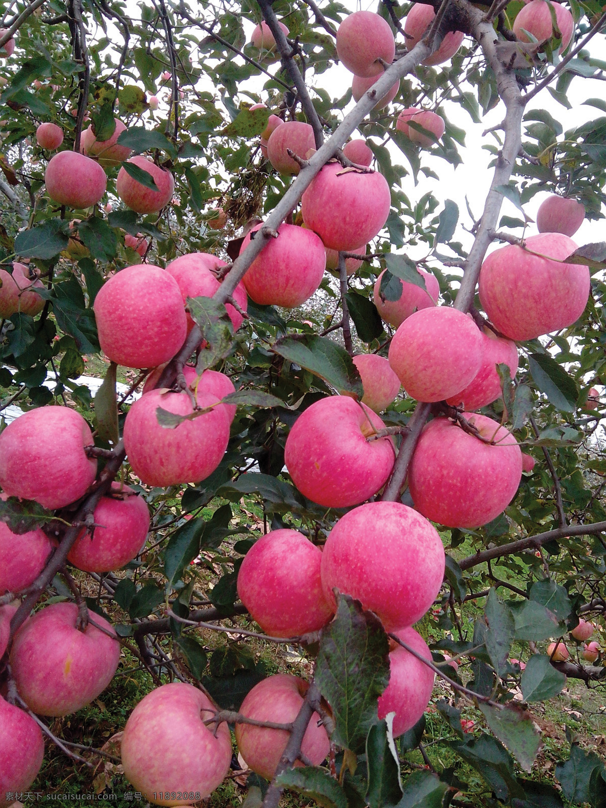 苹果 苹果园 红富士 甜心苹果 硕硕累累 生物世界 水果 黑色