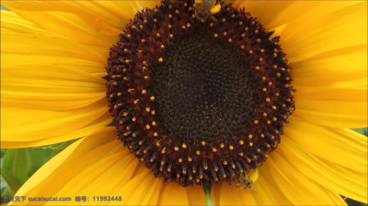 向日葵 蜜蜂 自然 花 花瓣 花蜜 花粉 蜂蜜 花园 园艺 生态的 生态学 环境 环境的 全球变暖 生态 昆虫 授粉 花粉热 植物 黄色的 夏天 夏季 太阳花 春天 阳光 明亮的 生物学