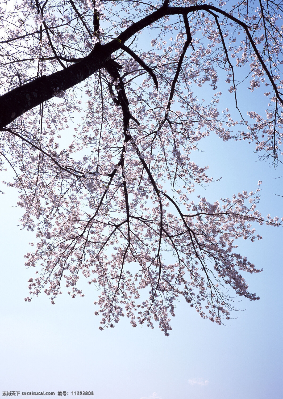 日本 樱花 风景 旅游 国外旅游 37樱花 生物世界 花草